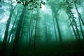 Carpathian Forest Royalty Free Stock Photo