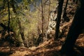 Carpathian forest in a surroundings of Dovbush trail mountain