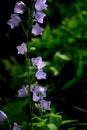 Carpathian harebell, Campanula Carpatica