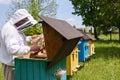 Carpathian honey bee. Beekeeper holds in the hands the frame of honeycombs. Colonies bees. Wooden hives. Apiculture. Apiary.