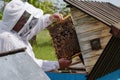 Carpathian honey bee. Beekeeper holds in the hands the frame of honeycombs. Colonies bees. Wooden hives. Apiculture. Apiary.