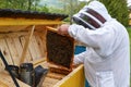 Carpathian honey bee. Colonies bees on the frame of honeycombs. Beekeeper on apiary. Wooden hives. Apiculture. Beautiful spring