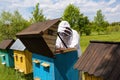 Carpathian honey bee. Colonies bees on the frame of honeycombs. Beekeeper on apiary. Wooden hives. Apiculture. Beautiful spring Royalty Free Stock Photo