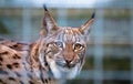 Carpathian Lynx Lynx lynx carpathicus behind caging