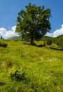 Carpathian mountain summer country landscape, Ukraine