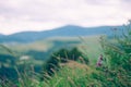 Carpathian mountains flowers close up background