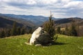 Carpathian mountains and polony