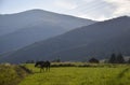 Carpathian mountains range with horse grazing the mountain pastures. Royalty Free Stock Photo