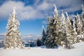 Carpathian mountains, Ukraine. Wonderful snow-covered firs against the backdrop of mountain peaks. Panoramic view of the Royalty Free Stock Photo