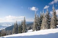 Carpathian mountains, Ukraine. Wonderful snow-covered firs against the backdrop of mountain peaks. Panoramic view of the Royalty Free Stock Photo