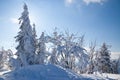 Carpathian mountains, Ukraine. Wonderful snow-covered firs against the backdrop of mountain peaks. Panoramic view of the Royalty Free Stock Photo