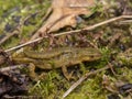 Carpathian Newt - Lissotriton montandoni Royalty Free Stock Photo