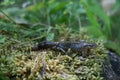 Carpathian Newt - Lissotriton montandoni Royalty Free Stock Photo