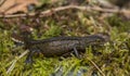 Carpathian Newt - Lissotriton montandoni Royalty Free Stock Photo