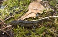 Carpathian Newt - Lissotriton montandoni Royalty Free Stock Photo