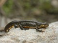 Carpathian Newt - Lissotriton montandoni Royalty Free Stock Photo