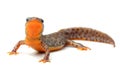 Carpathian newt (Lissotriton montandoni) on white Royalty Free Stock Photo