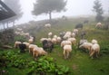 Carpathian sheep Royalty Free Stock Photo
