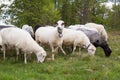 Carpathian sheep Royalty Free Stock Photo