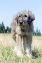 Romanian Carpathian Shepherd Dog Royalty Free Stock Photo