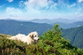 carpathian shepherd dog Royalty Free Stock Photo