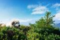 carpathian shepherd dog Royalty Free Stock Photo