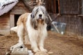 Carpathian Shepherd Dog standing in the yard Royalty Free Stock Photo