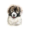 Carpathian Shepherd puppy dog breed isolated on white digital art. Breed of large sheep dog originated in Carpathian Mountains.