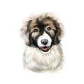 Carpathian Shepherd puppy dog breed isolated on white digital art. Breed of large sheep dog originated in Carpathian Mountains.