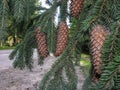 Carpathian spruce branch with cones