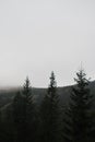 Carpathian trees on the background of foggy mountains.