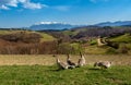 Carpathian village in the mountain of Transylvania, Romania Royalty Free Stock Photo