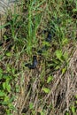 Carpathian viper hunts in disguise in the green grass. A poisonous black snake hides in the steppes of Ukraine