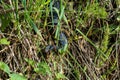 Carpathian viper hunts in disguise in the green grass. A poisonous black snake hides in the steppes of Ukraine