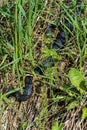 Carpathian viper hunts in disguise in the green grass. A poisonous black snake hides in the steppes of Ukraine