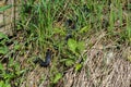 Carpathian viper hunts in disguise in the green grass. A poisonous black snake hides in the steppes of Ukraine