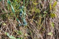 Carpathian viper hunts in disguise in the green grass. A poisonous black snake hides in the steppes of Ukraine