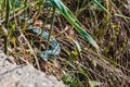 Carpathian viper hunts in disguise in the green grass. A poisonous black snake hides in the steppes of Ukraine. Dangerous reptiles