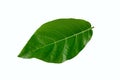 Carpathian walnut leaf isolated on white background Royalty Free Stock Photo