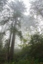 Silhouettes of trees. fog morning