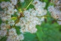 Flowering herbs close up