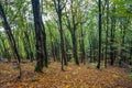 Carpathians forest. Mountains panorama background. Royalty Free Stock Photo