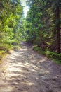 Carpathians.Mykulychyn.Forest on the way to the big Carpathian swing