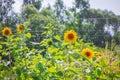 Tall and bright yellow sunflowers