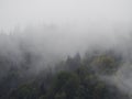 Carpatian mountains fog and mist at the pine forest Royalty Free Stock Photo