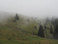 Carpatian mountains fog and mist at the pine forest Royalty Free Stock Photo