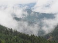 Carpatian mountains fog and mist at the pine forest Royalty Free Stock Photo