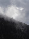 Carpatian mountains fog and mist at the pine forest Royalty Free Stock Photo