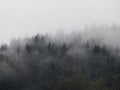 Carpatian mountains fog and mist at the pine forest Royalty Free Stock Photo