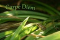 Carpe Diem - Seize the day - Inspirational Quote